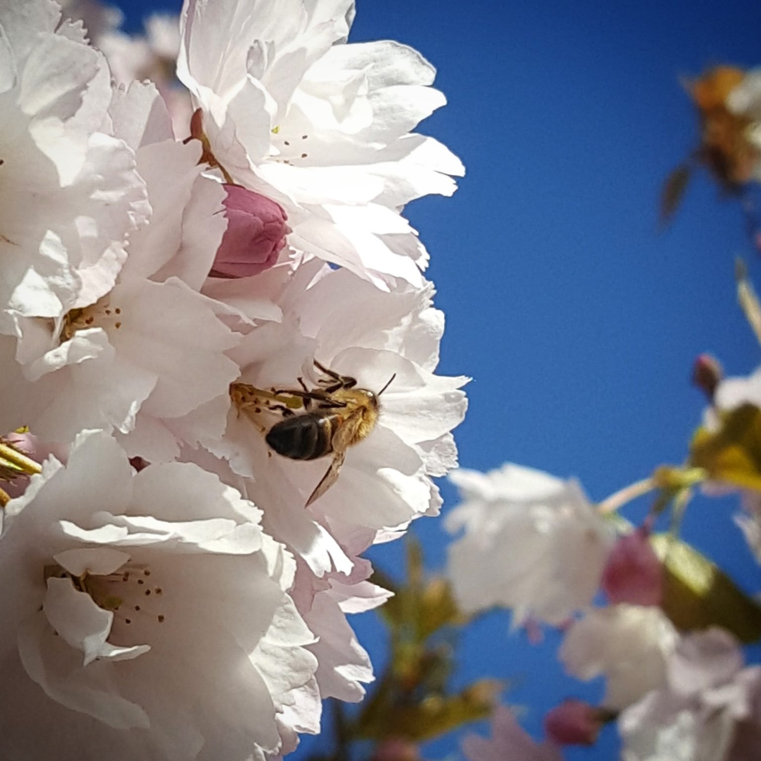Bie på japansk kirsebærtre