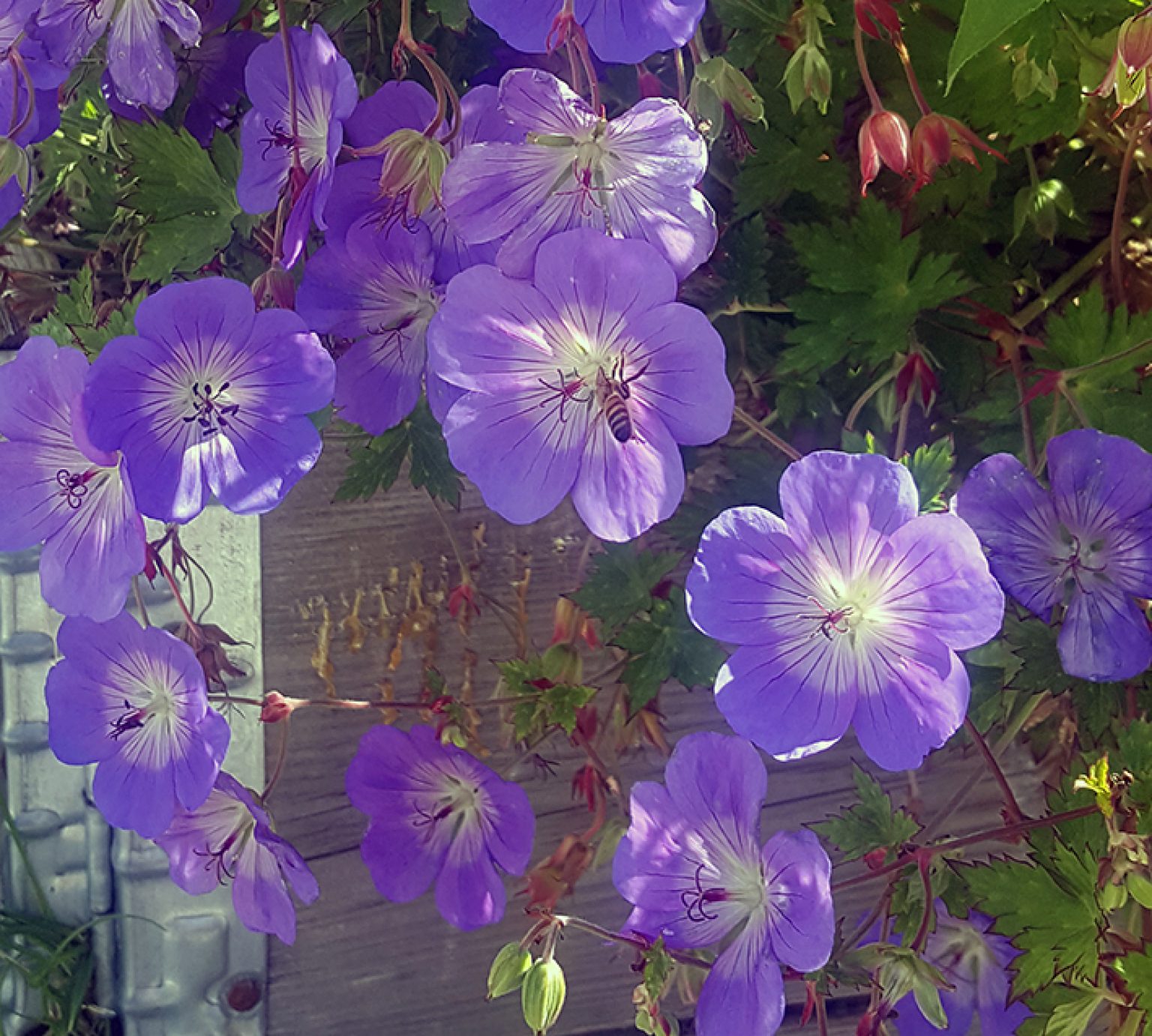 Geranium
