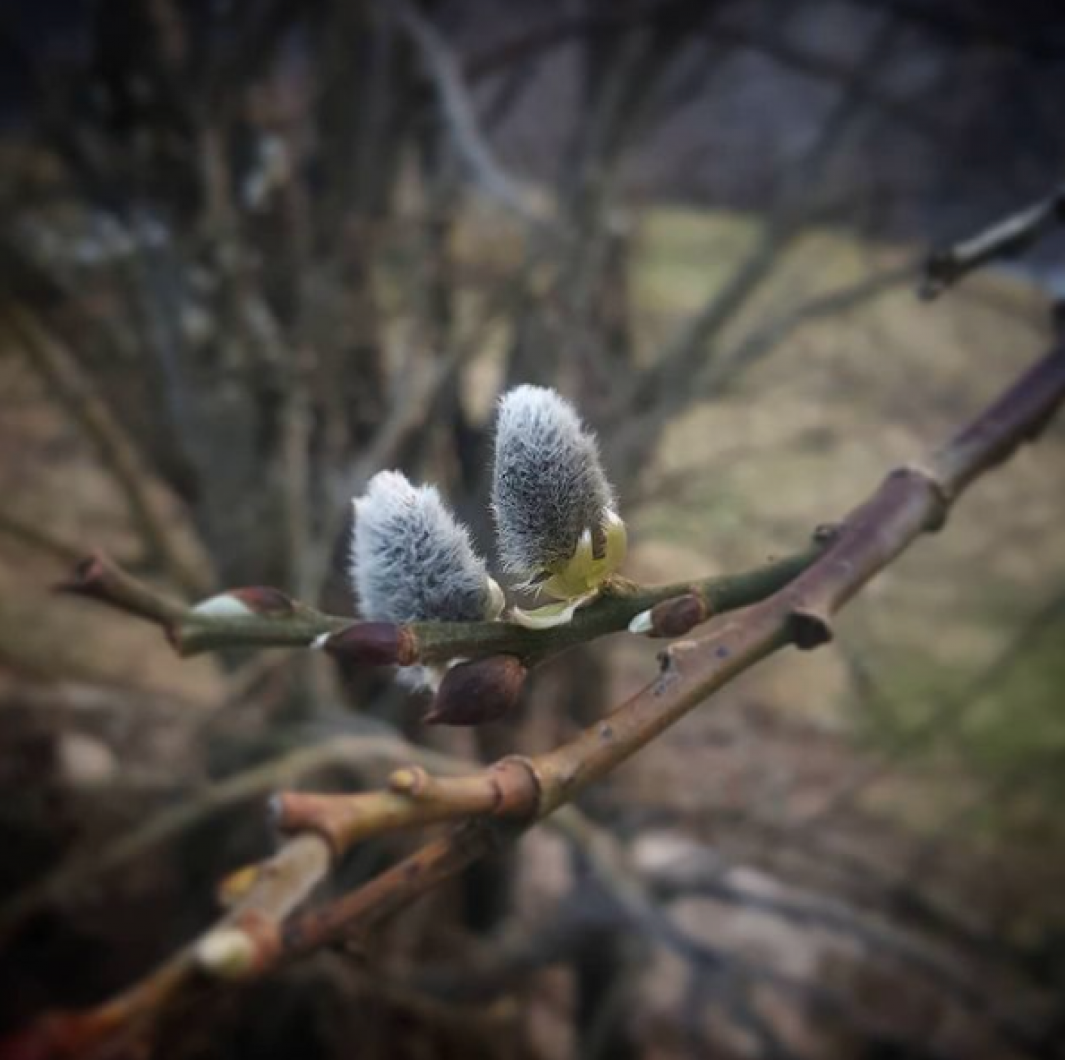 Skjermbilde 2021-04-07 kl. 12.19.01