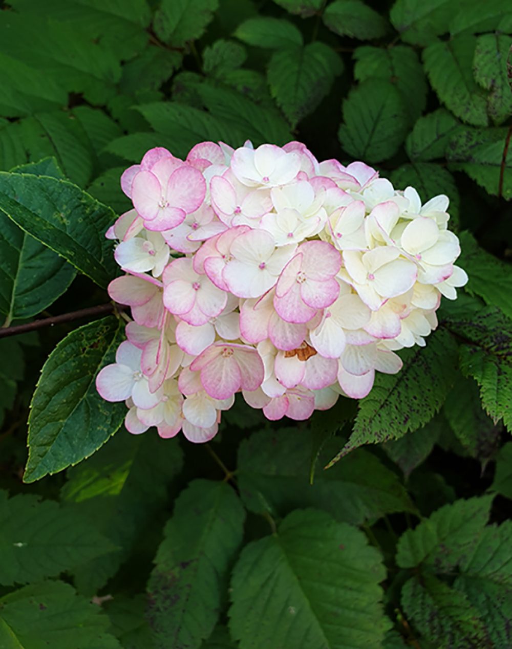 Syrinhortensia